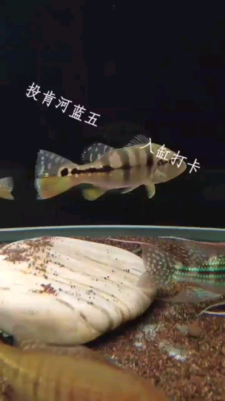 包頭觀賞魚市場投肯河藍(lán)五入缸打卡 觀賞魚市場（混養(yǎng)魚） 第2張