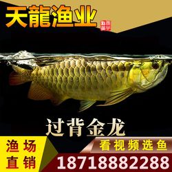 克孜勒蘇柯爾克孜自治州觀賞魚市場這密度會(huì)不會(huì)有點(diǎn)大 觀賞魚市場（混養(yǎng)魚）