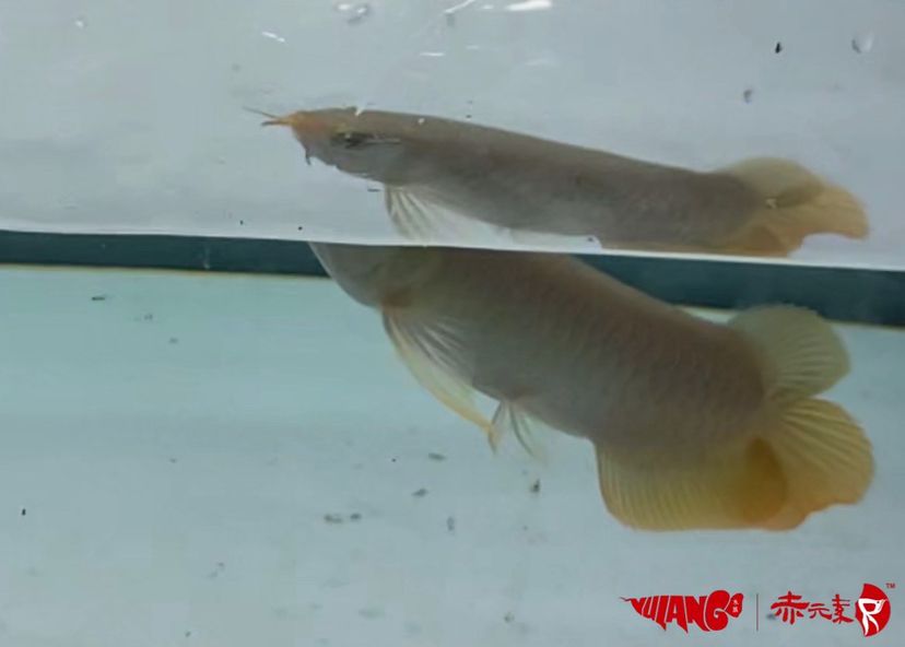 保山水族館魚(yú)友盲選的精品