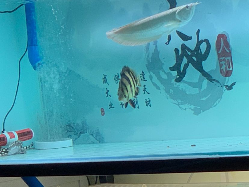 那曲觀賞魚市場球虎龍魚圈 觀賞魚市場（混養(yǎng)魚） 第5張