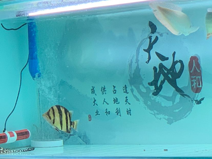 那曲觀賞魚市場球虎龍魚圈