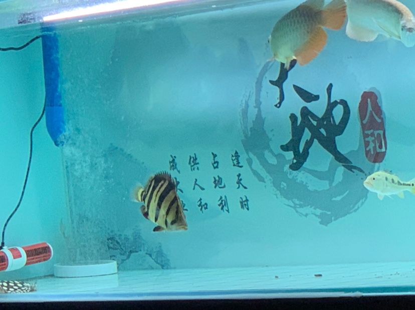 那曲觀賞魚市場球虎龍魚圈 觀賞魚市場（混養(yǎng)魚） 第6張