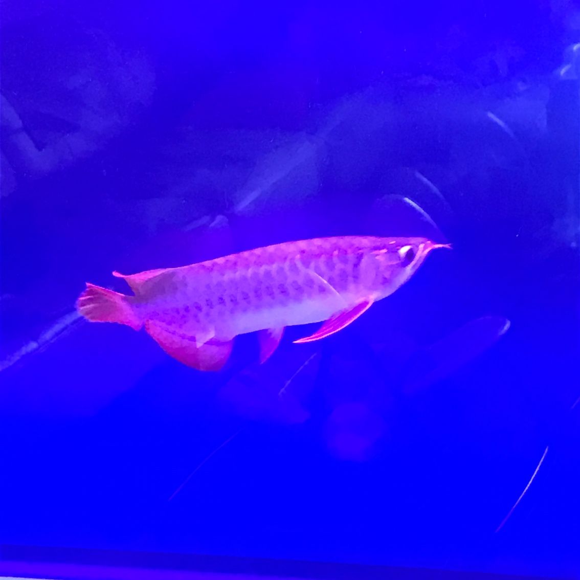 寧德水族館那位大神給看看什么品質(zhì)好嗎？ 雪龍魚 第2張