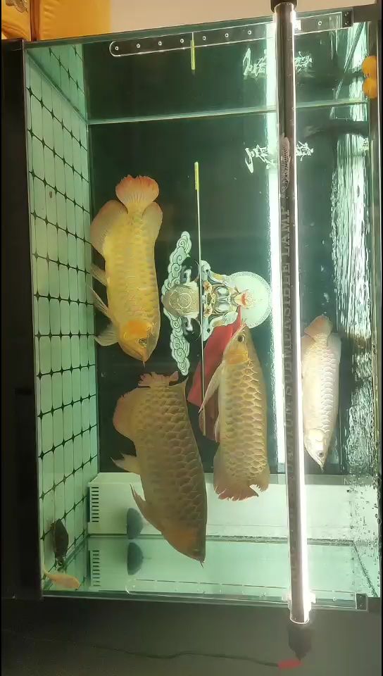 汕頭水族館4龍混養(yǎng)缸