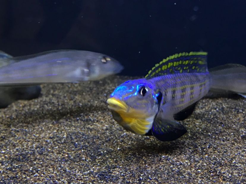 野生黃嘴 龍魚芯片掃碼器 第2張