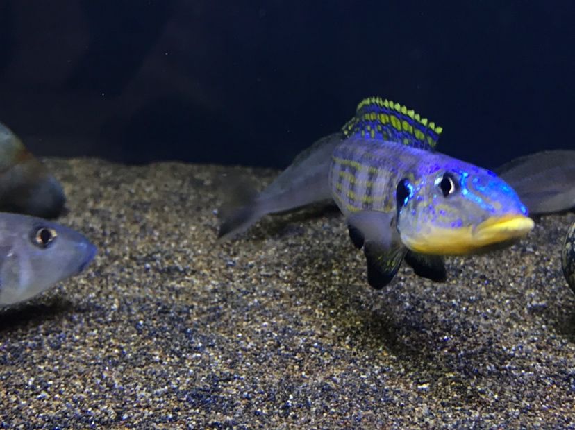 野生黃嘴 龍魚芯片掃碼器 第3張