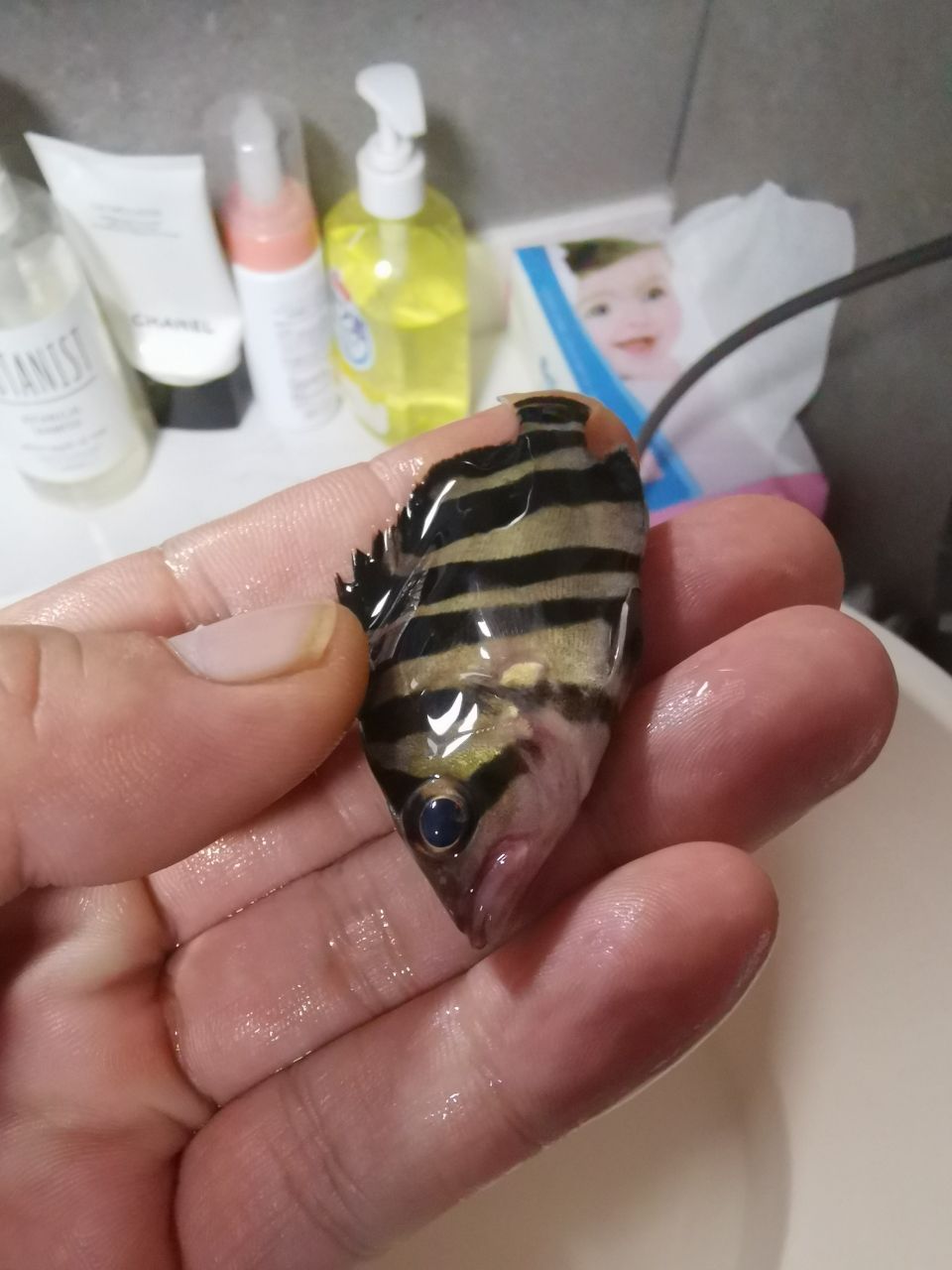 蘇州觀賞魚市場虎魚冠裝病毒？