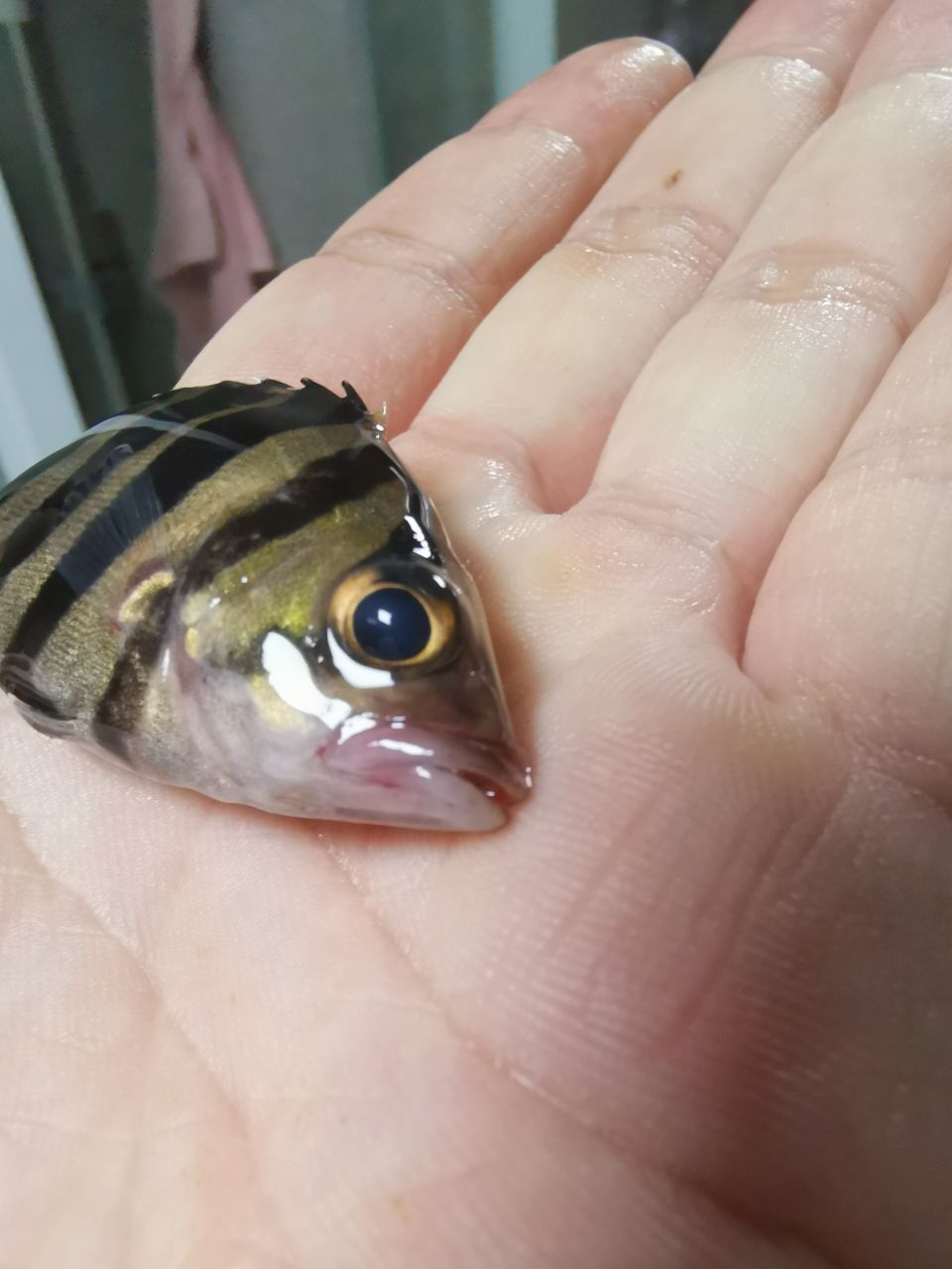 蘇州觀賞魚市場虎魚冠裝病毒？