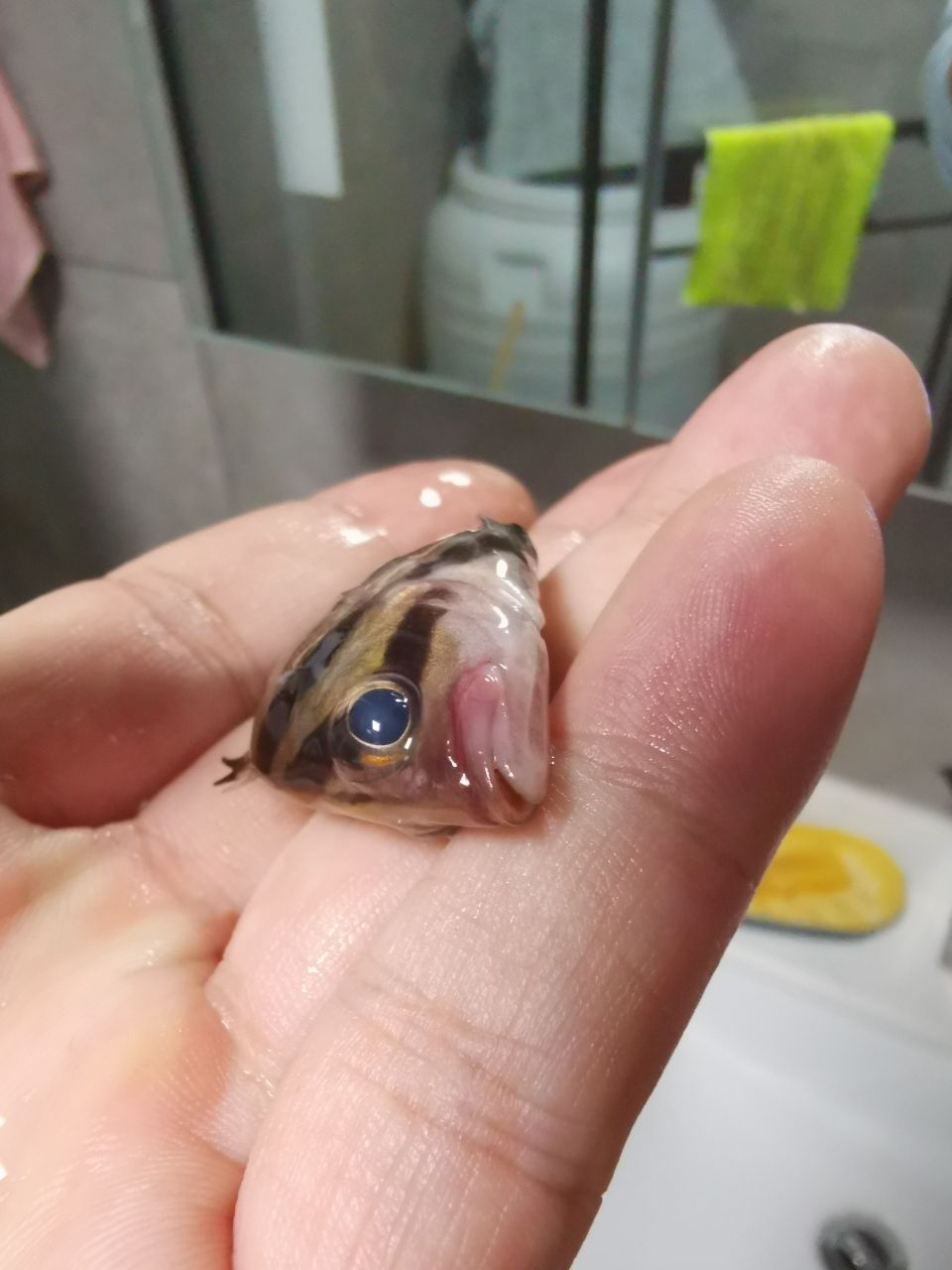 蘇州觀賞魚市場虎魚冠裝病毒？