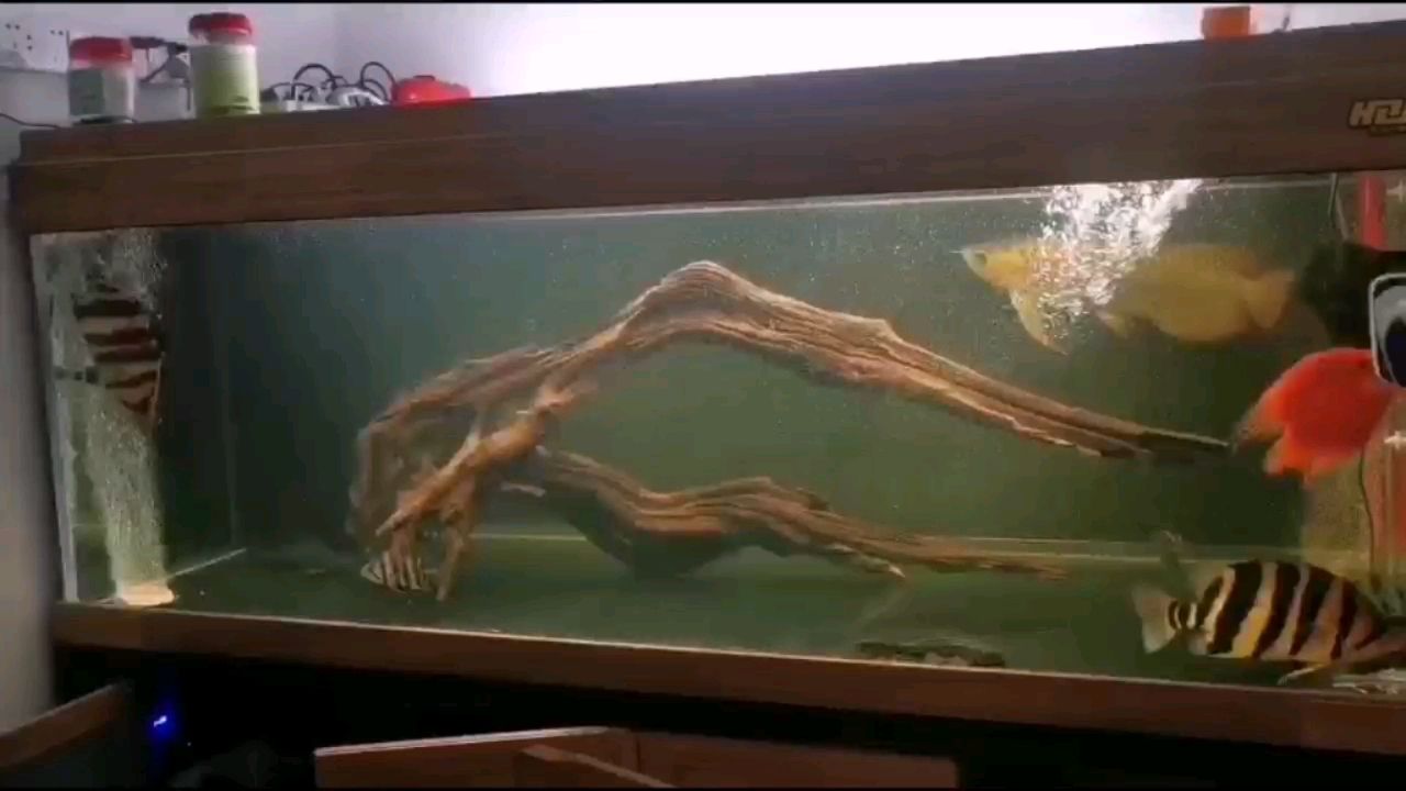 靜靜的看看魚舒心 黑金魟魚