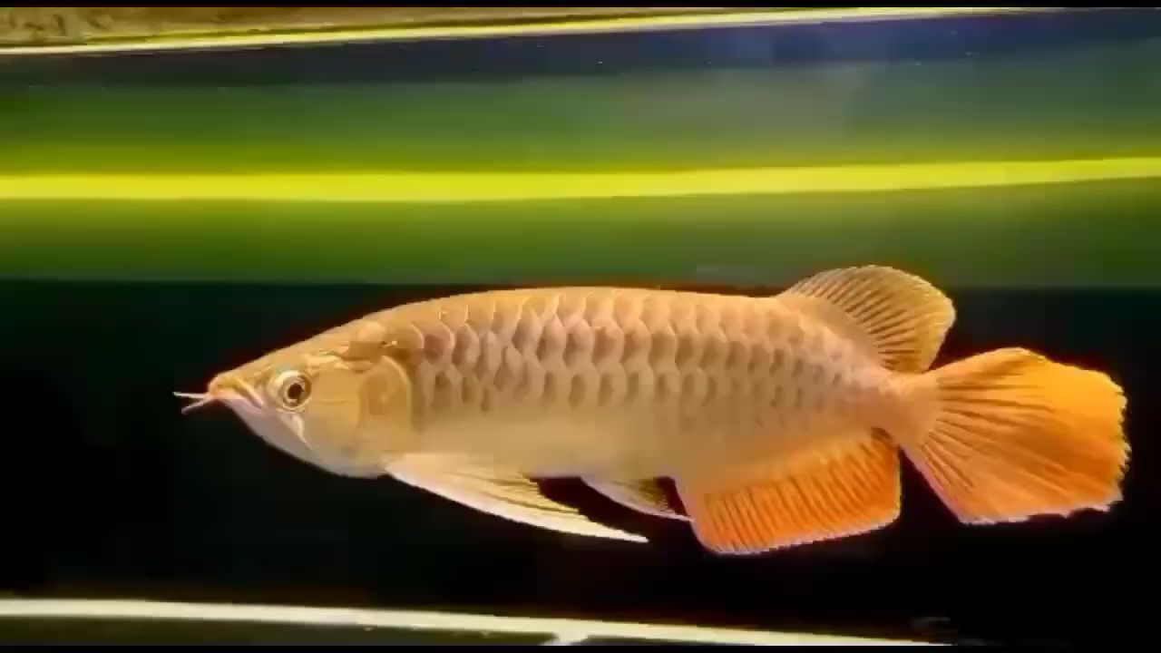 大湖 非洲金鼓魚 第2張