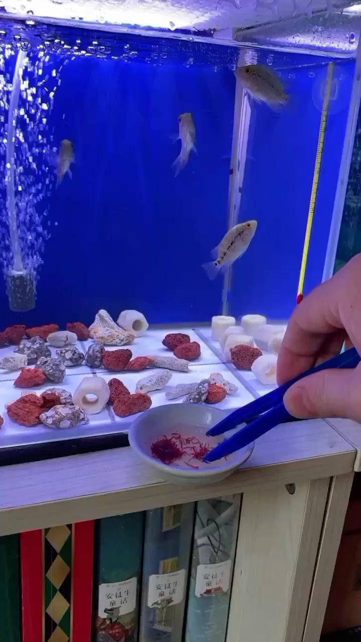 日喀則水族館小苗的搶奪食物場面