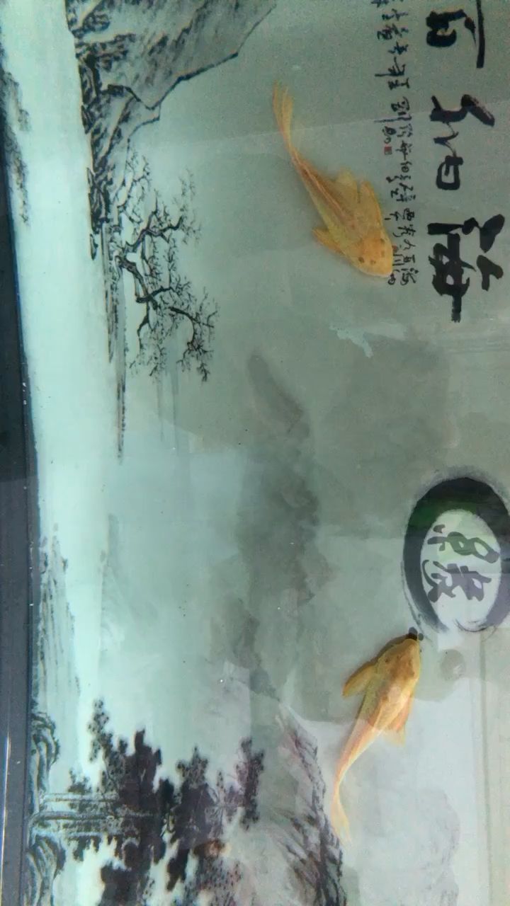 臨滄觀賞魚市場女王 觀賞魚市場（混養(yǎng)魚） 第2張