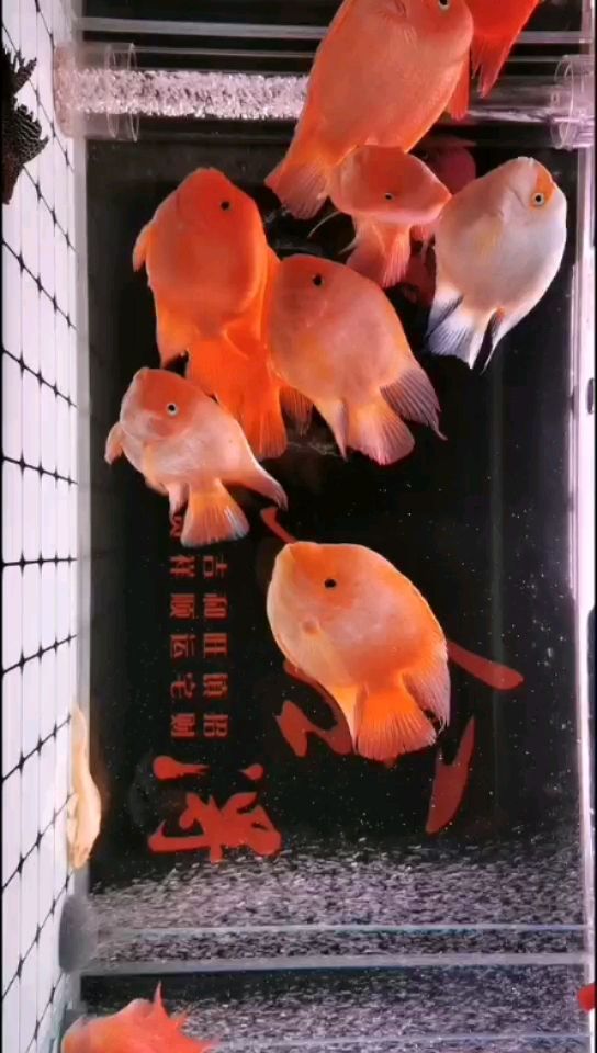 普洱觀賞魚市場曬一曬我的大白魚 觀賞魚市場（混養(yǎng)魚） 第2張