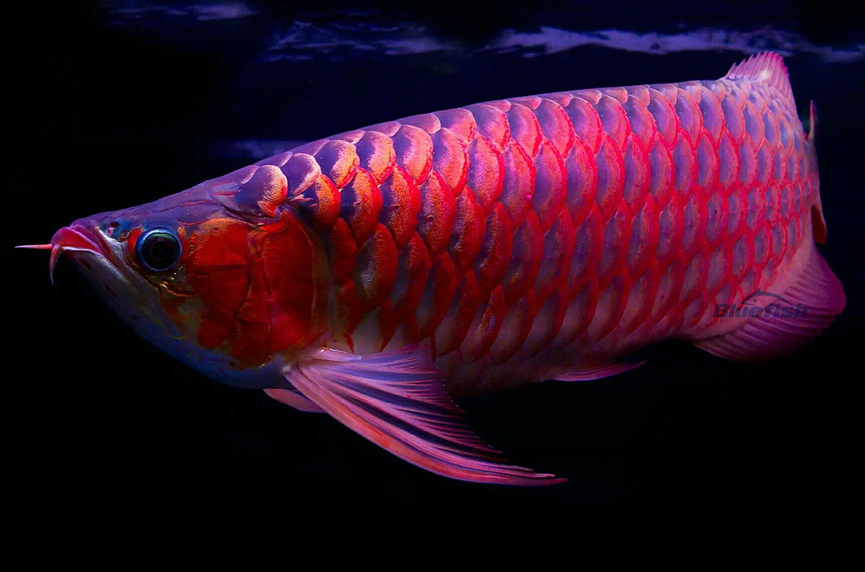 黃南藏族自治州水族館安康市漢濱區(qū)博雅水族館 觀賞魚企業(yè)目錄 第1張