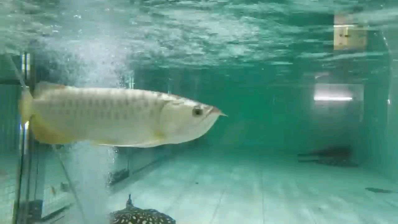 丹東水族館立達金頭過背 肺魚 第2張