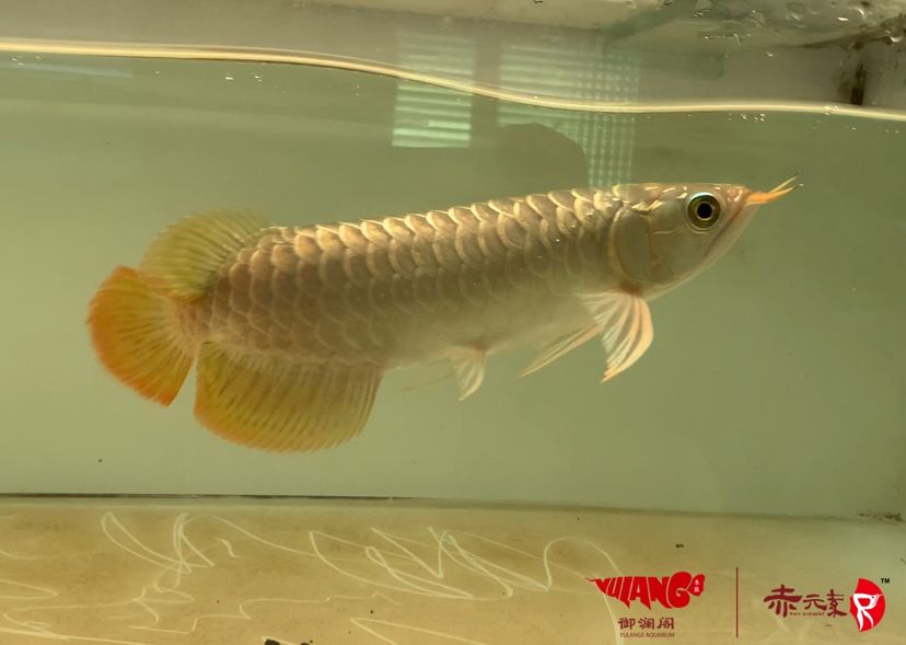 已售經(jīng)典 白子紅龍魚 第2張