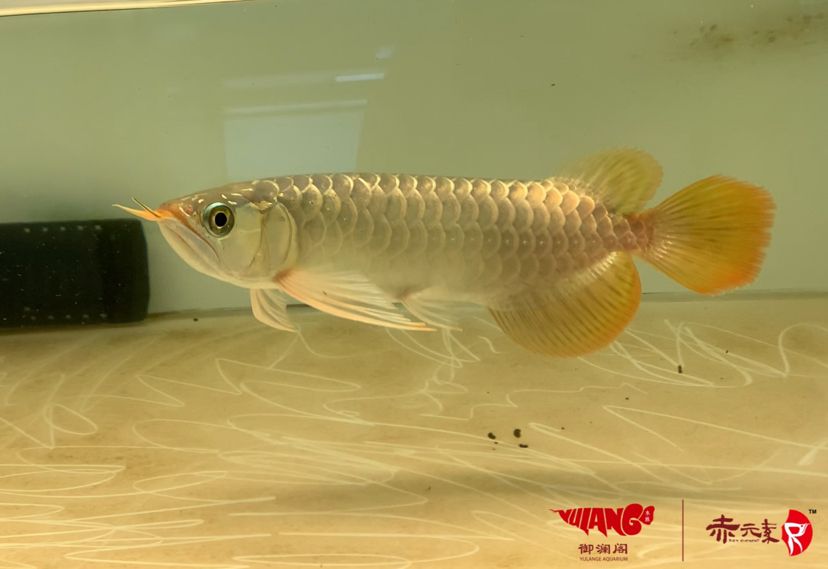 已售經(jīng)典 白子紅龍魚 第3張