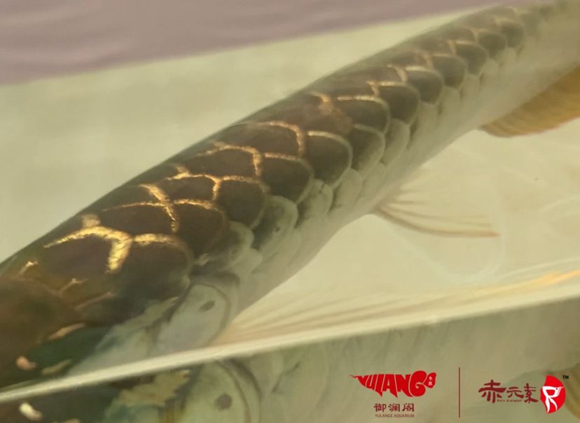 已售經(jīng)典 白子紅龍魚 第4張