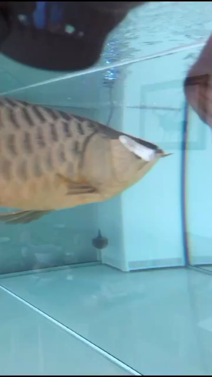 吃貨阿龍 龍魚(yú)百科 第3張