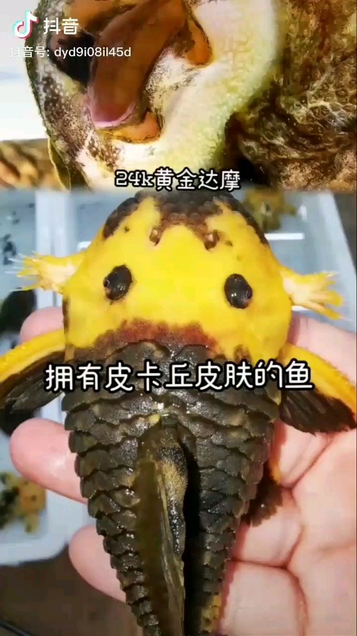 滄州水族館性感的大腦袋