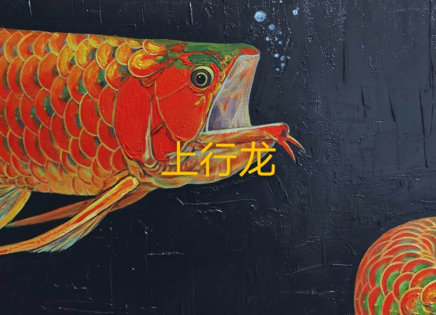 我就這樣手繪龍魚(yú) 斑馬狗頭魚(yú) 第5張