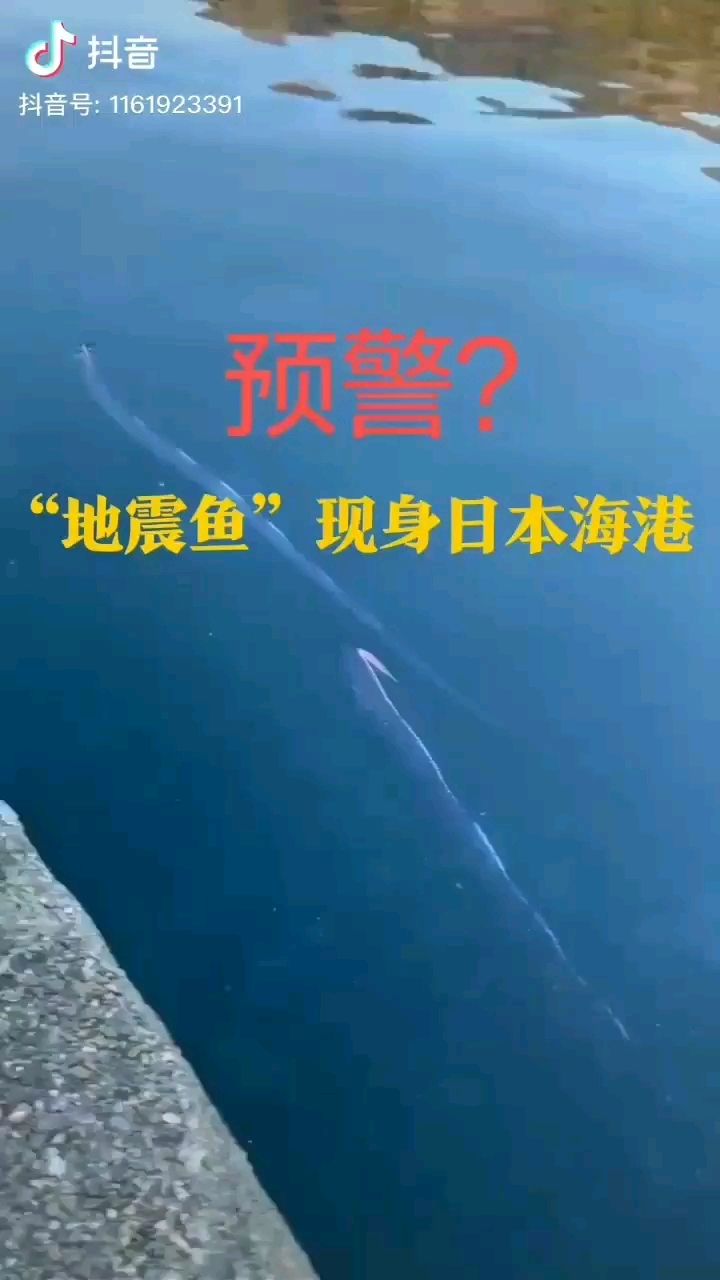 地震魚 照明器材 第1張