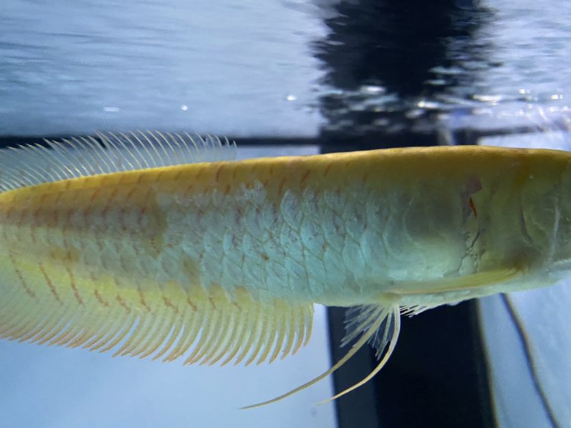 合肥觀賞魚市場武功再高也怕菜刀 觀賞魚市場（混養(yǎng)魚） 第2張