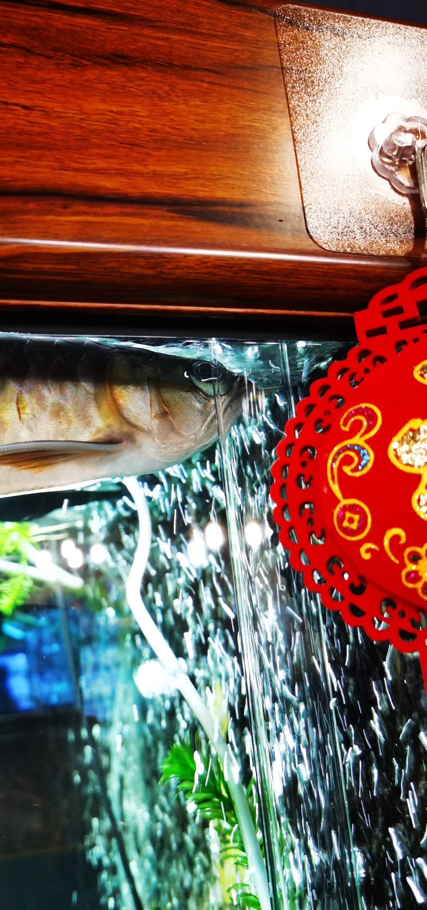 龍魚(yú)突眼什么方法治療大神來(lái)看看 狗仔（招財(cái)貓)魚(yú)苗 第4張