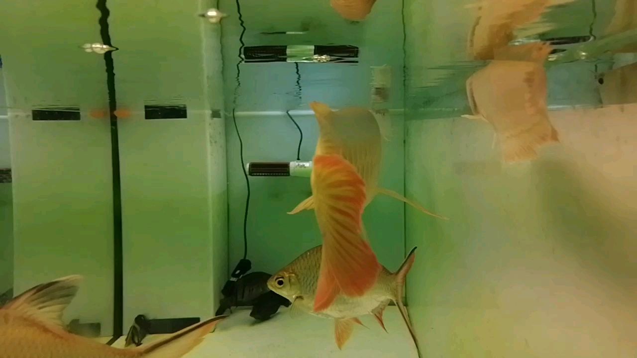 揚州水族館紅龍這樣算是凸眼么？ 財神鸚鵡魚