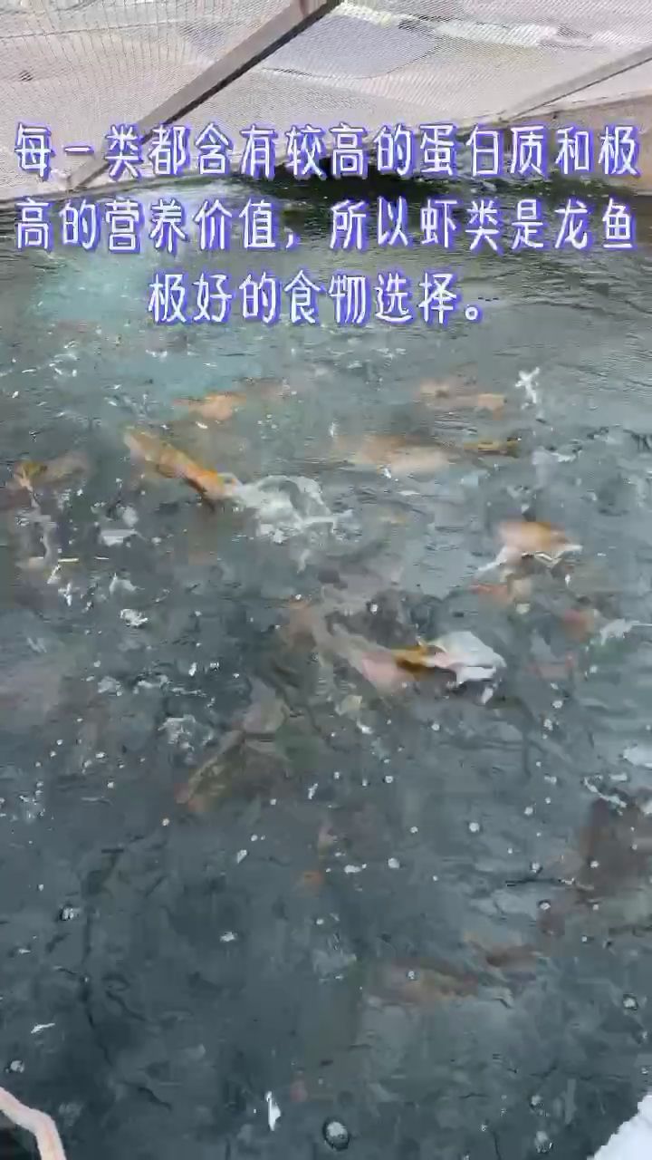 喂魚風(fēng)波