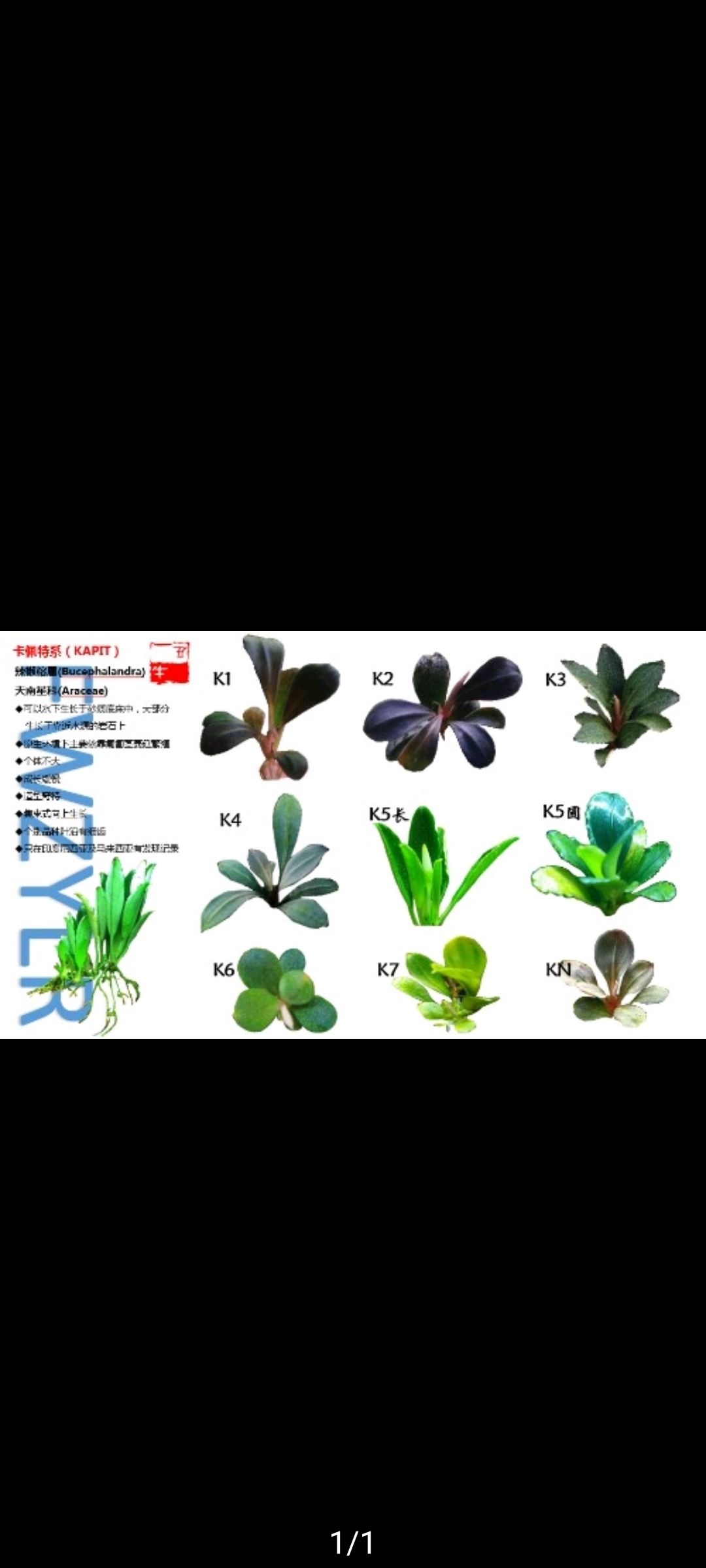 信陽觀賞魚市場最近比較火的卡佩特