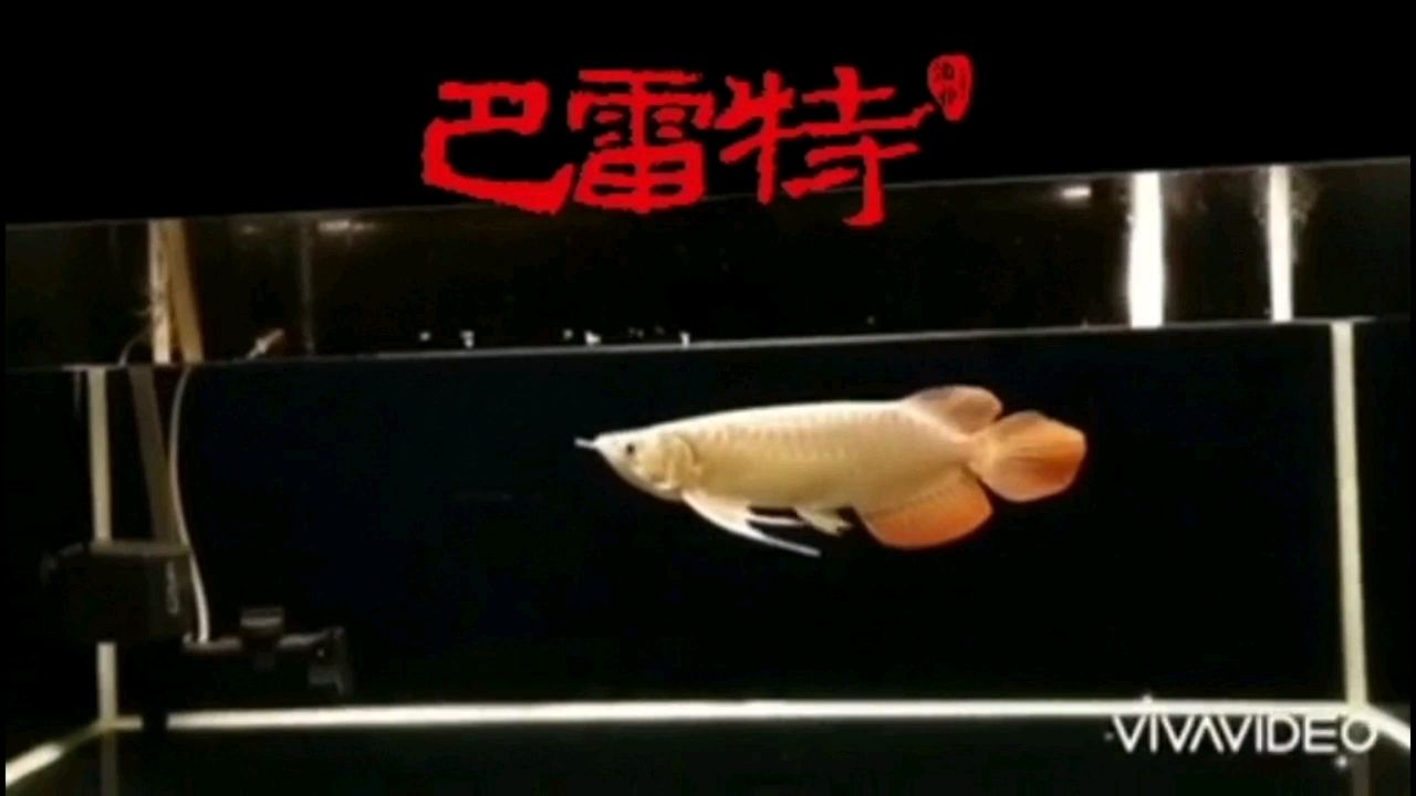 金華水族館漂亮的一只大湖 硝化細(xì)菌