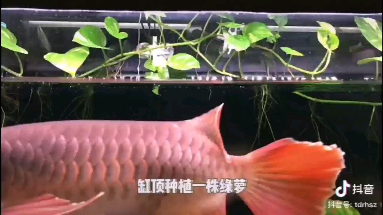 欣賞一下新加坡魚友的龍缸