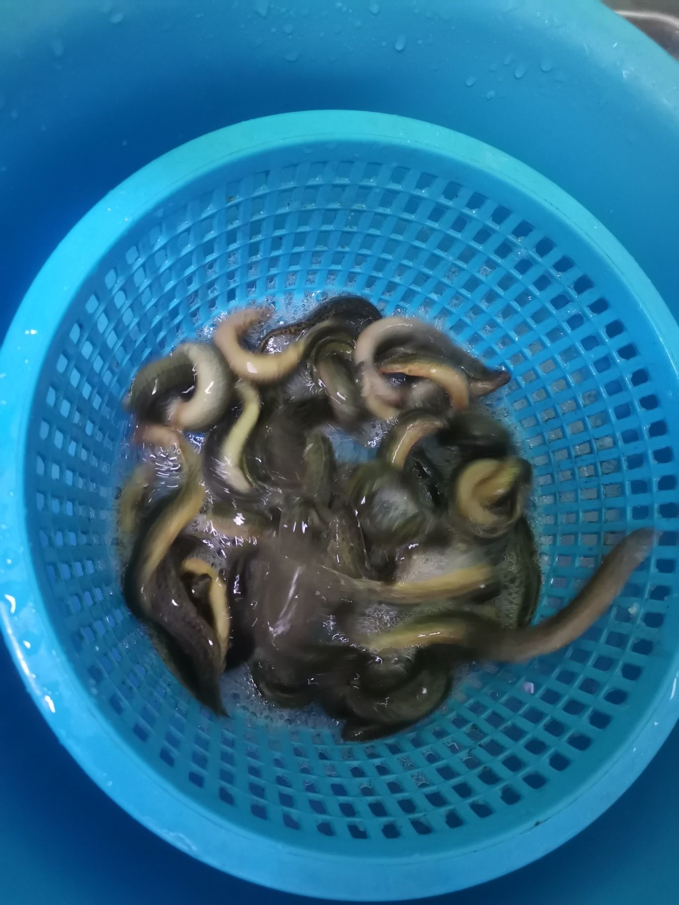 金昌觀賞魚市場關(guān)于喂食泥鰍的問題 觀賞魚市場（混養(yǎng)魚） 第5張