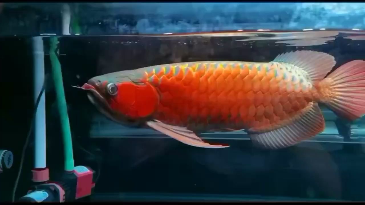 對(duì)魚(yú)的標(biāo)準(zhǔn) 金老虎魚(yú) 第2張