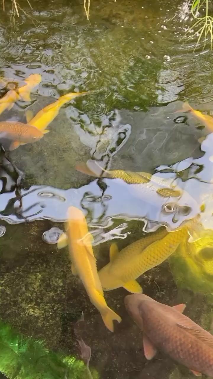 平頂山水族館一池子大貨