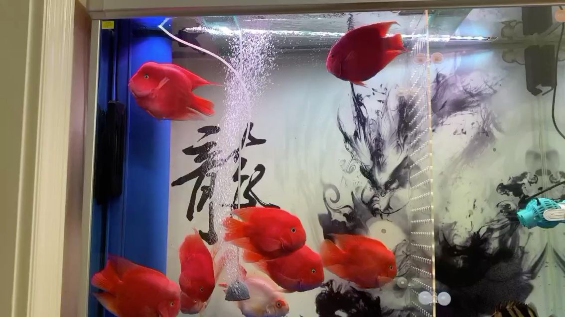 黔西南布依族苗族自治州觀賞魚(yú)市場(chǎng)心情隨你而動(dòng) 觀賞魚(yú)市場(chǎng)（混養(yǎng)魚(yú)） 第1張