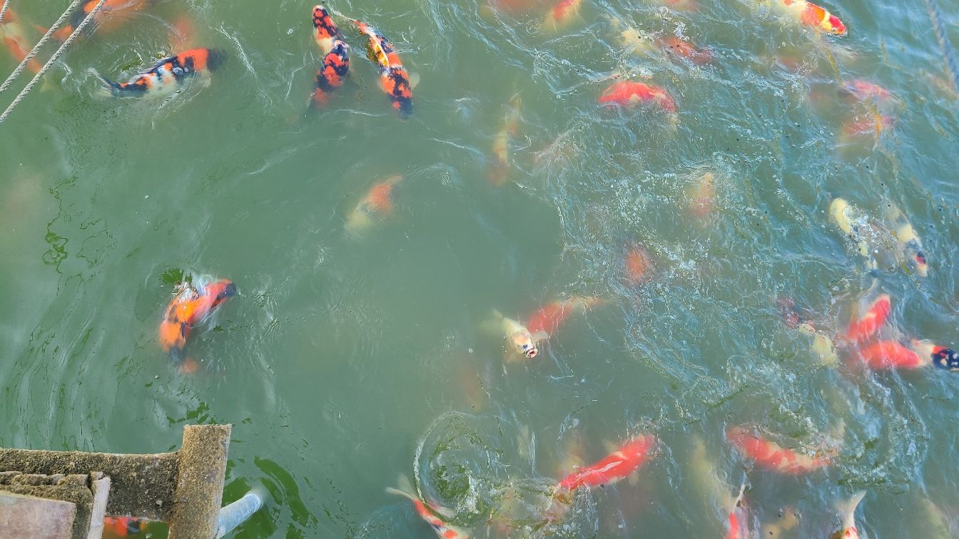 這些魚體型質(zhì)地怎么樣啊老板們