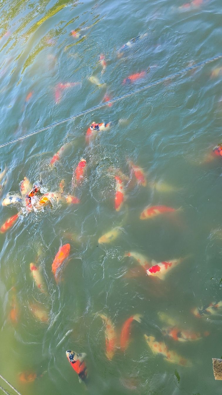 這些魚體型質地怎么樣啊老板們 月光鴨嘴魚苗 第4張