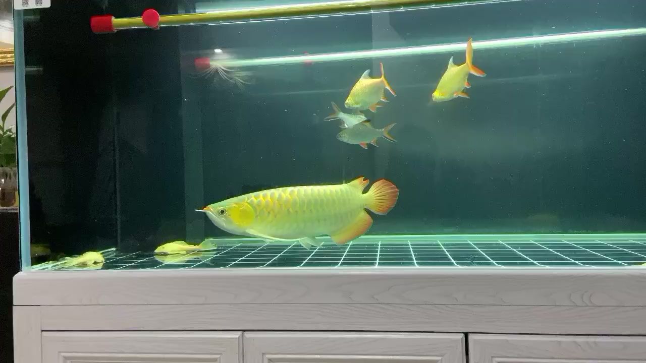 阜陽水族館打卡換水