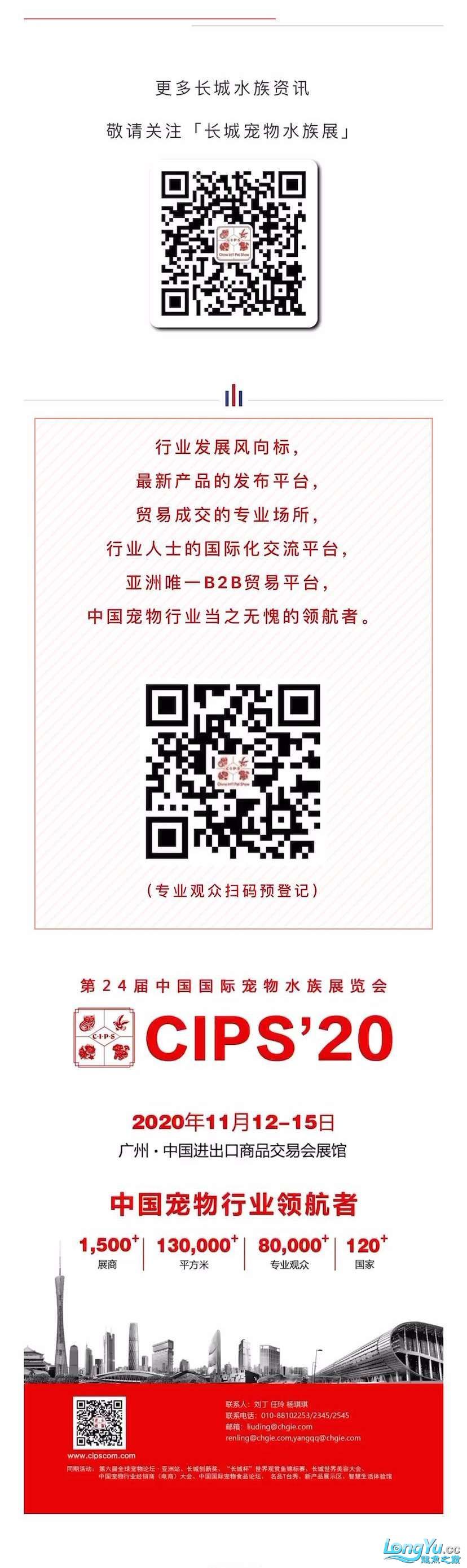 本溪觀賞魚市場深耕行業(yè)24年全球水族行業(yè)的重要貿(mào)易平臺(tái)—CIPS長城水族 觀賞魚市場（混養(yǎng)魚） 第5張