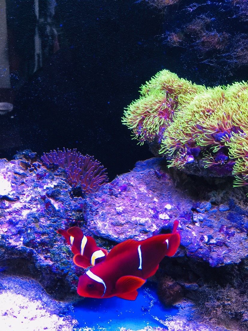 東莞水族館提問一下 祥龍赫舞紅龍魚 第1張