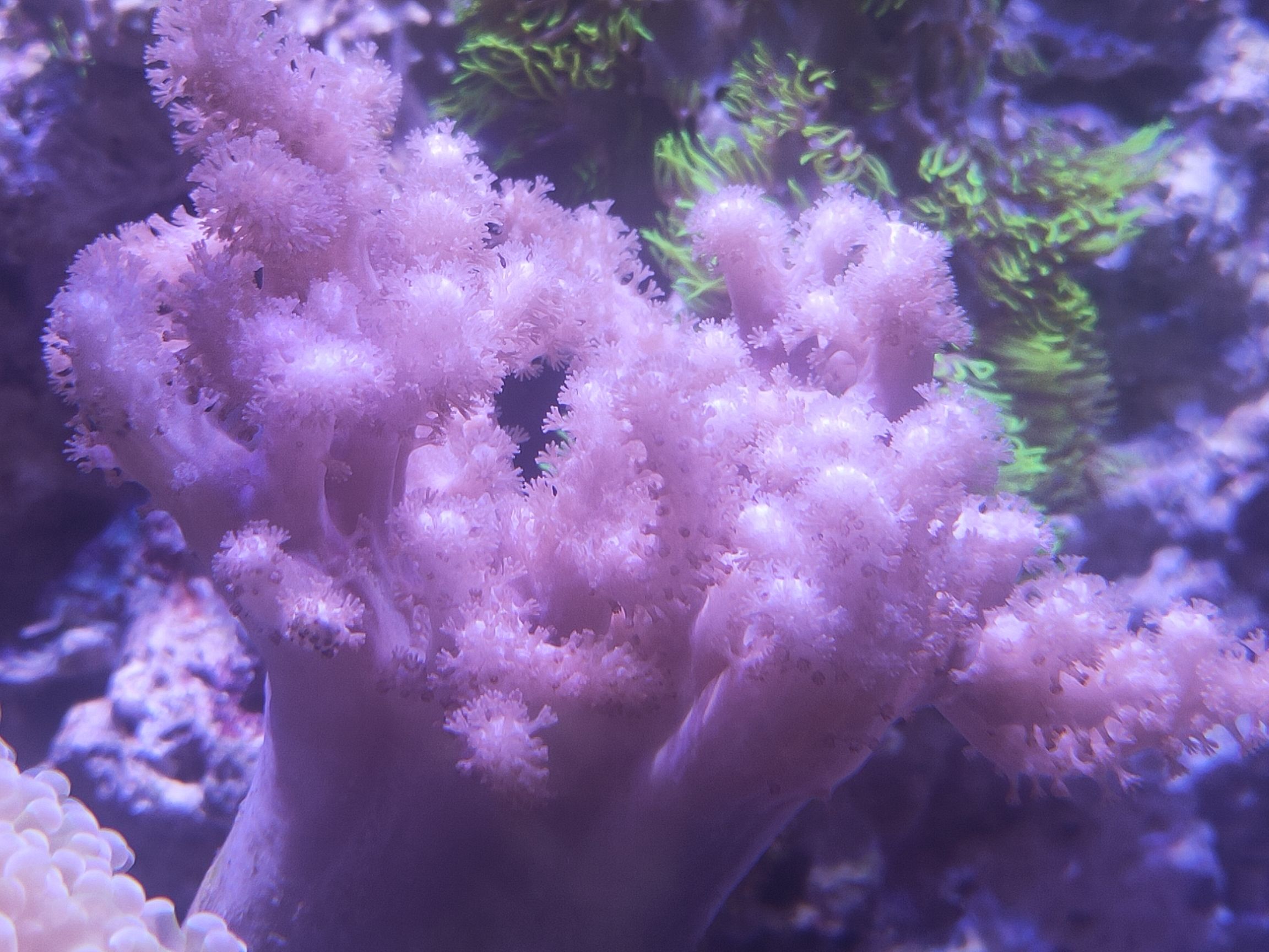 西安水族館np高怎么辦？