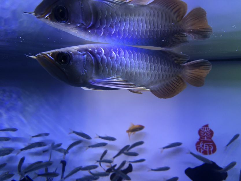 龍魚開缸