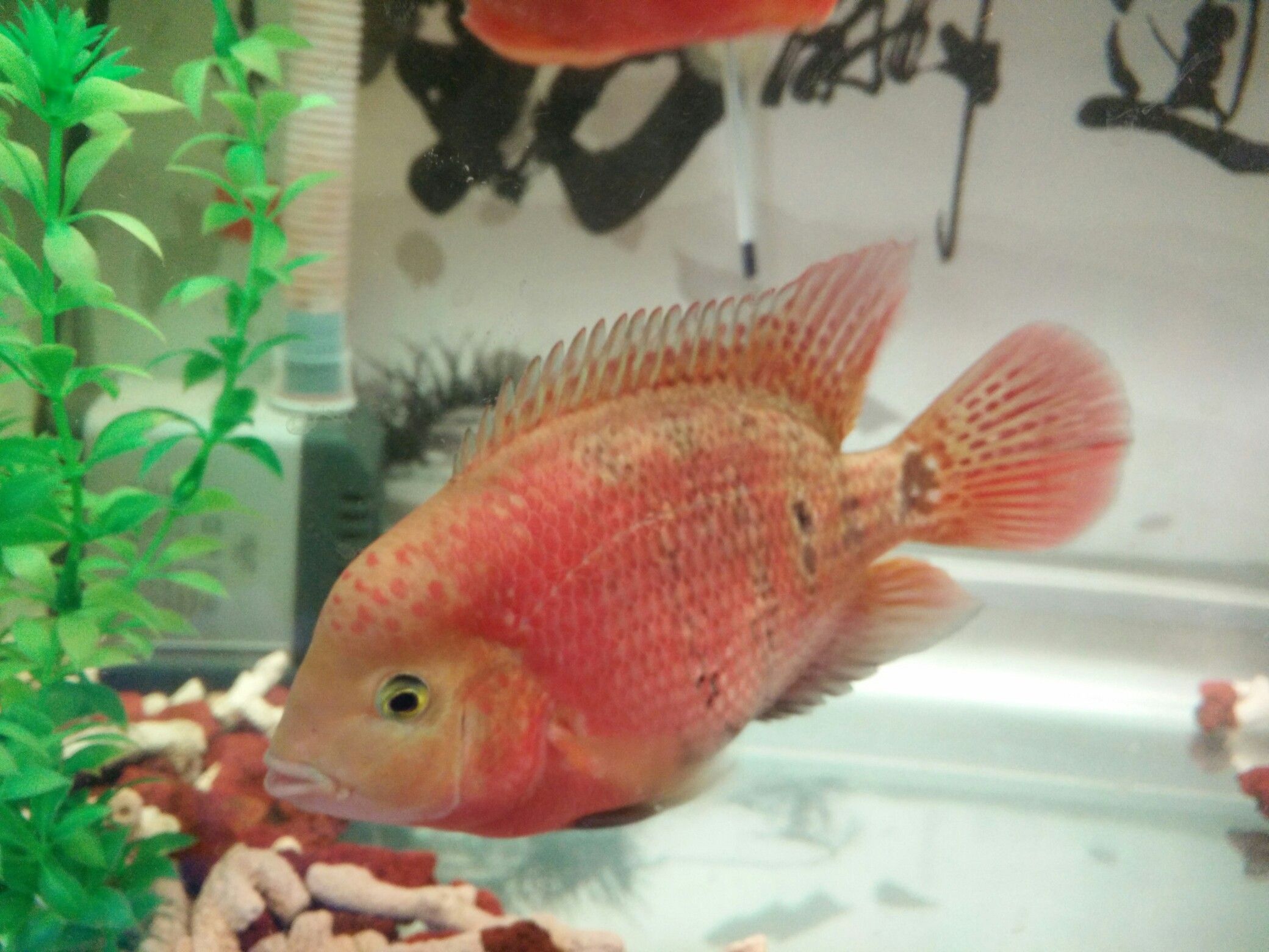 達(dá)州觀賞魚市場(chǎng)兩個(gè)月了感覺開始有頭了 觀賞魚市場(chǎng)（混養(yǎng)魚） 第1張