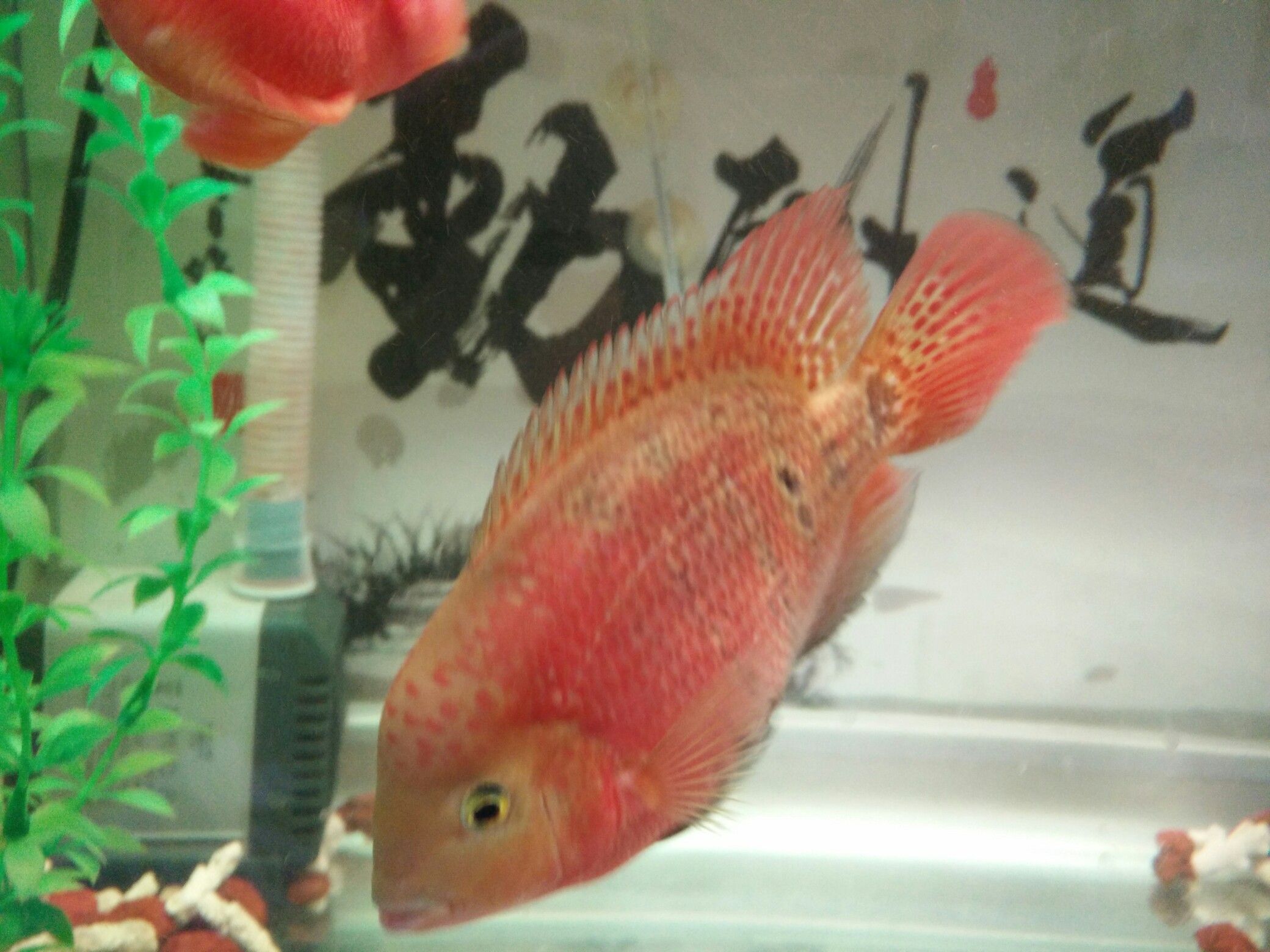 達(dá)州觀賞魚市場(chǎng)兩個(gè)月了感覺開始有頭了 觀賞魚市場(chǎng)（混養(yǎng)魚） 第2張