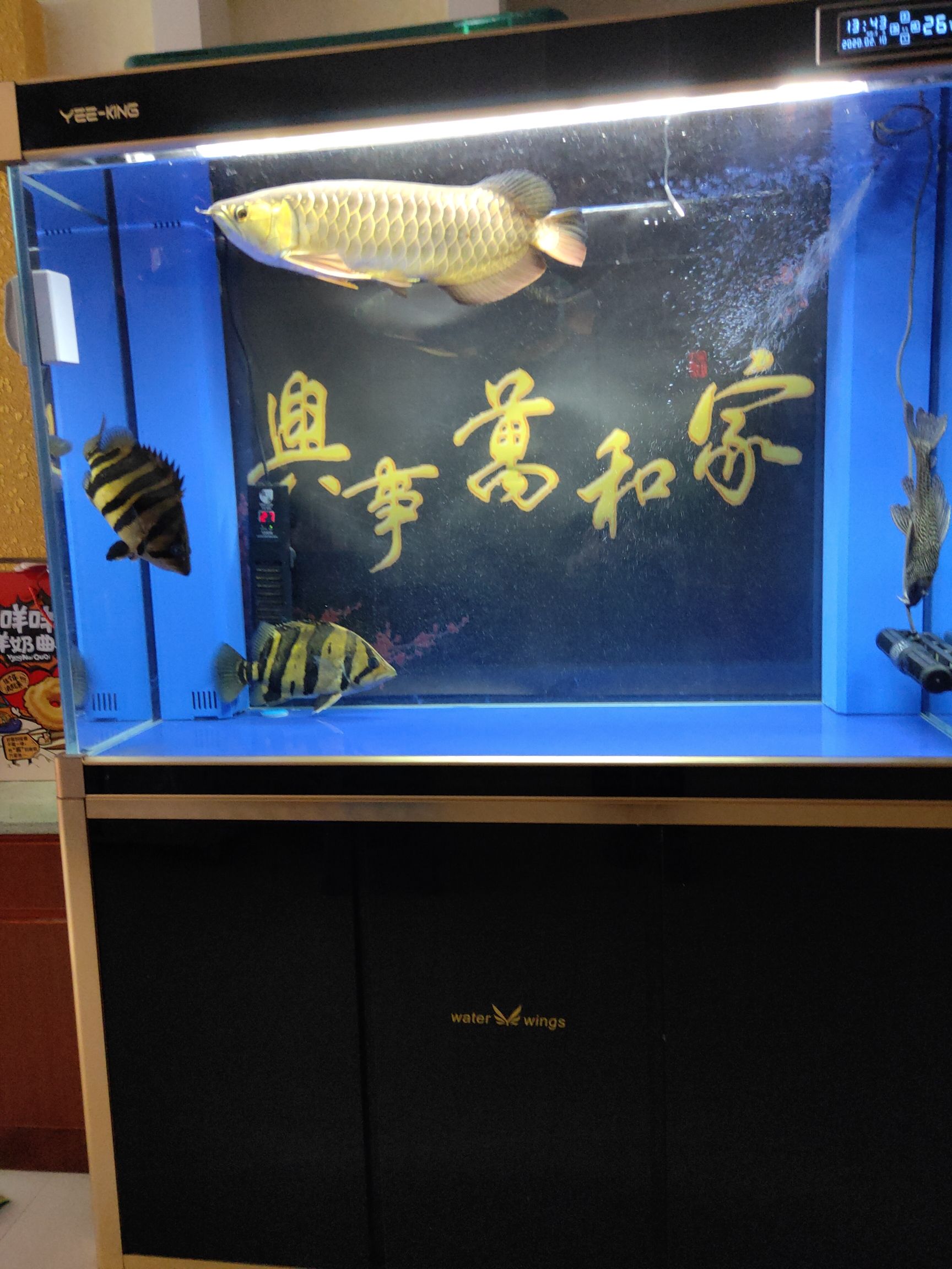 宜賓觀賞魚市場(chǎng)請(qǐng)教各位大神龍魚缸子可以養(yǎng)金魚嗎