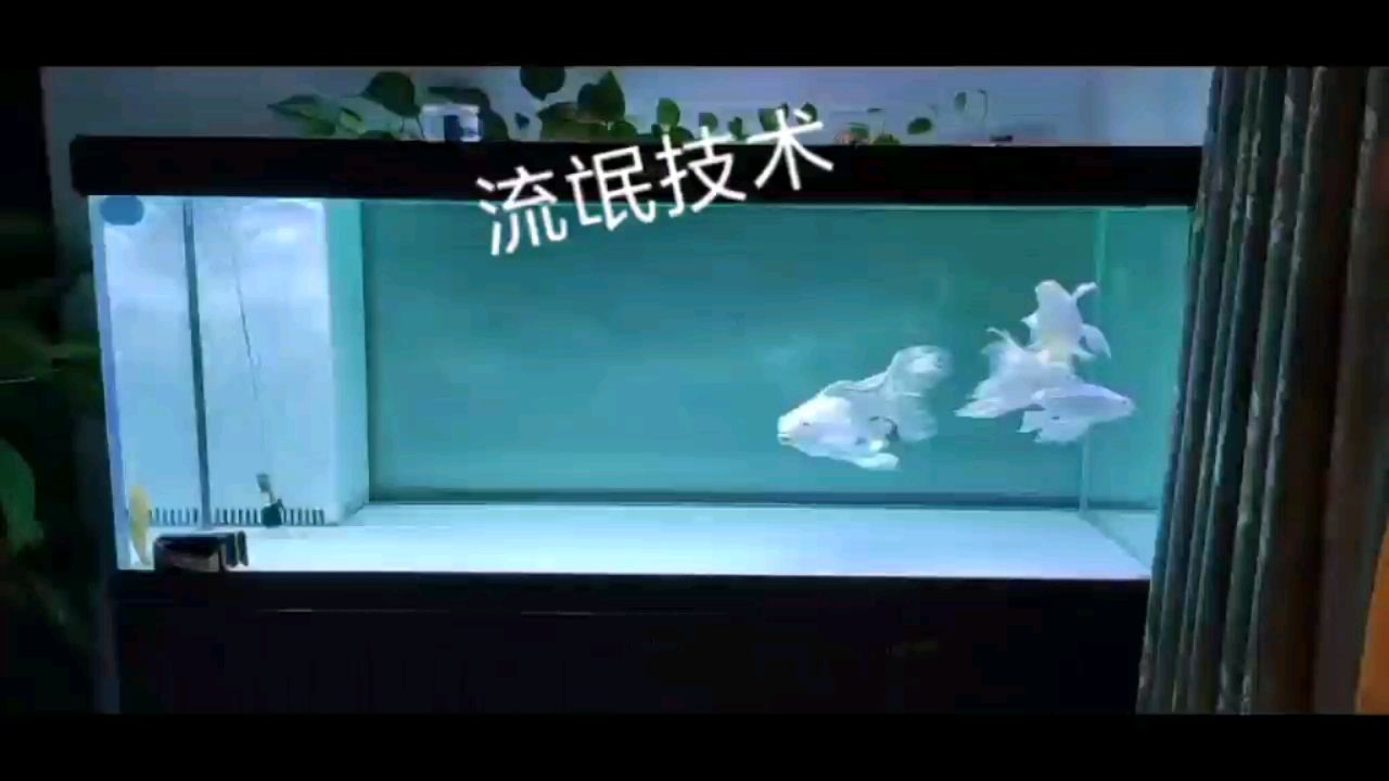 沒什么藻是一條清道夫解決不了的 紅龍魚百科 第1張