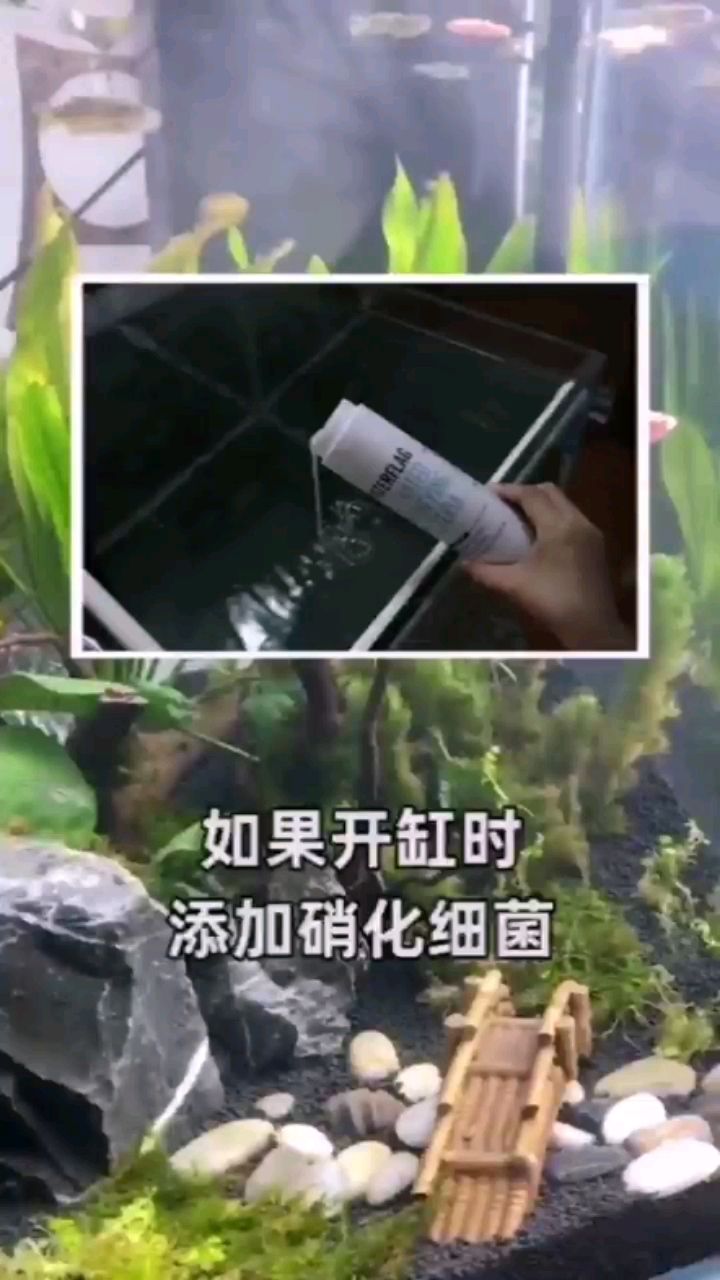 你對硝化細(xì)菌有什么看法？